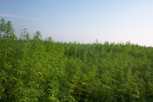 Industrial Hemp.jpg (921 KB)
